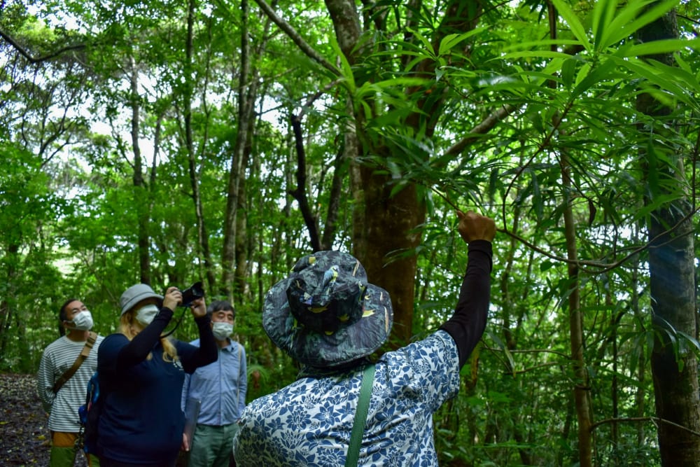 Guided Tour of Kinsakubaru Forest
