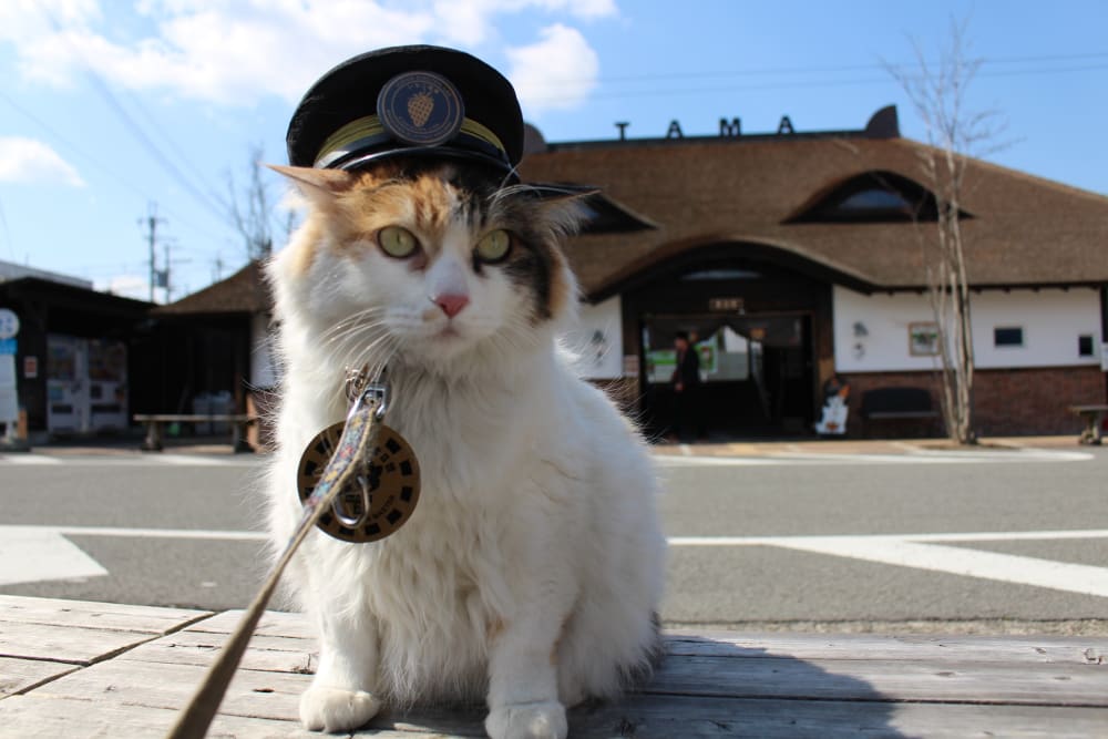 The Cat Stationmaster of Kishi Station