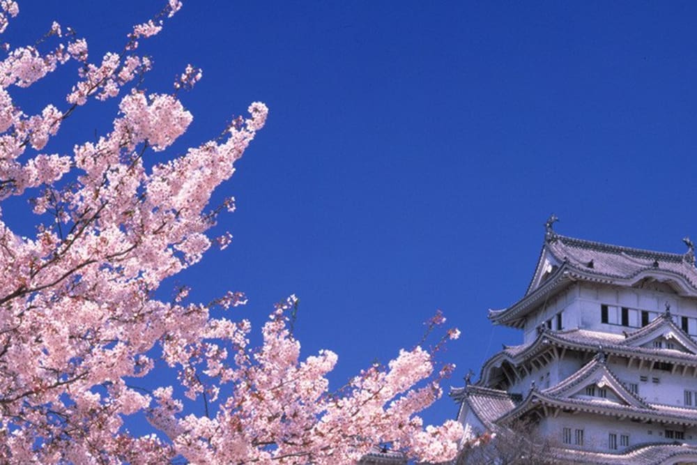 Key Japanese for the Cherry Blossom Season