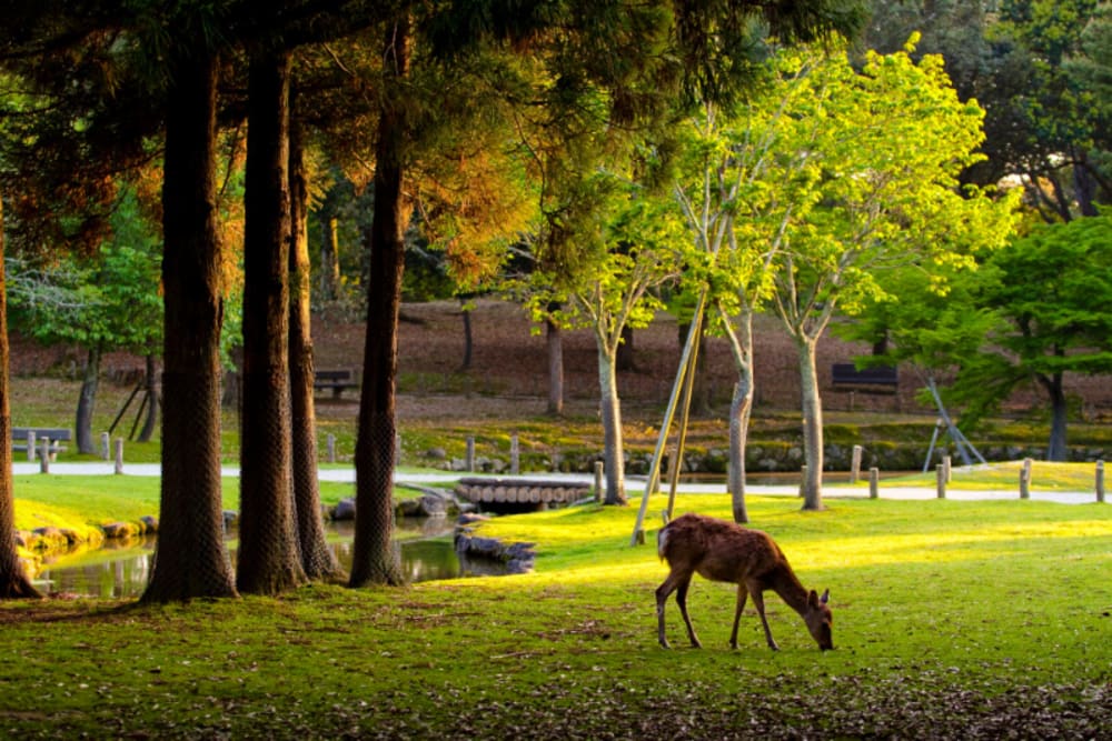 Travel Back In Time In Nara