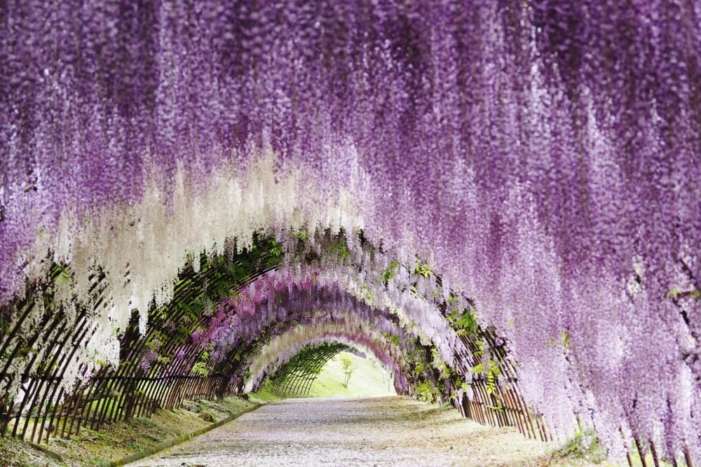 GUIDE Japan in May