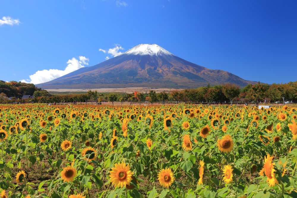 The Top 30 Spots for Viewing Mt. Fuji | Mt. Fuji Guide | Travel Japan（Japan National Tourism Organization）