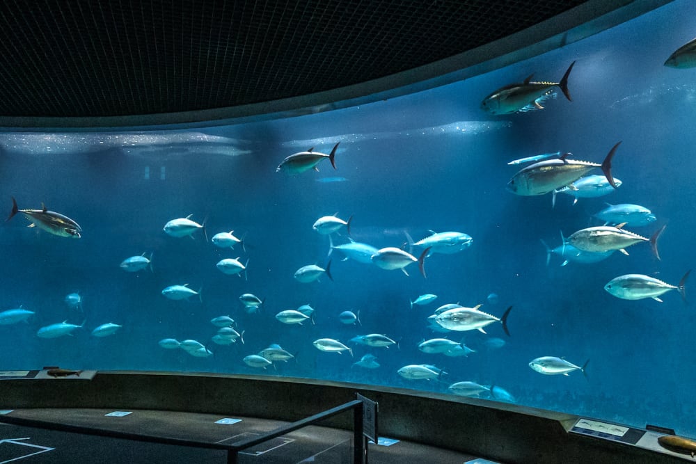 Tokyo Sea Life Park Tokyo Attractions Travel Japan JNTO