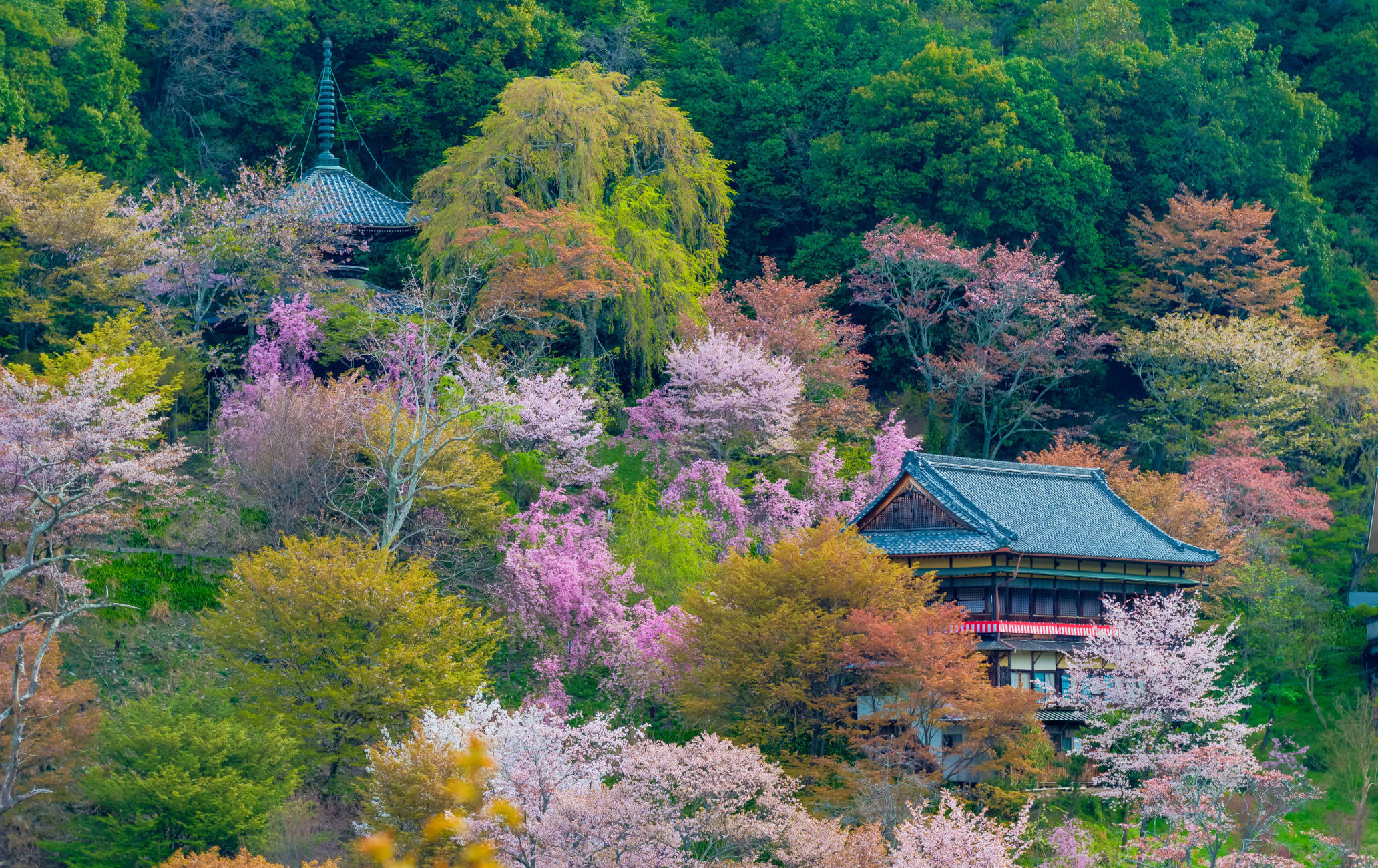 Monte Yoshino en Nara con cerezos y edificios tradicionales