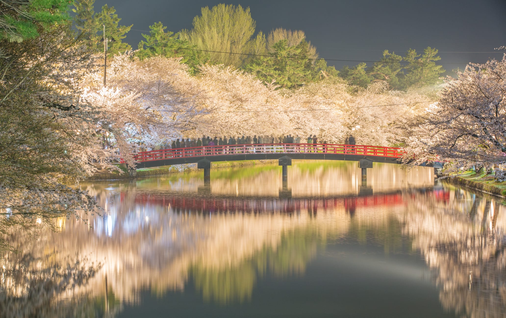 Hirosaki Park Cherry Blossom-SPR