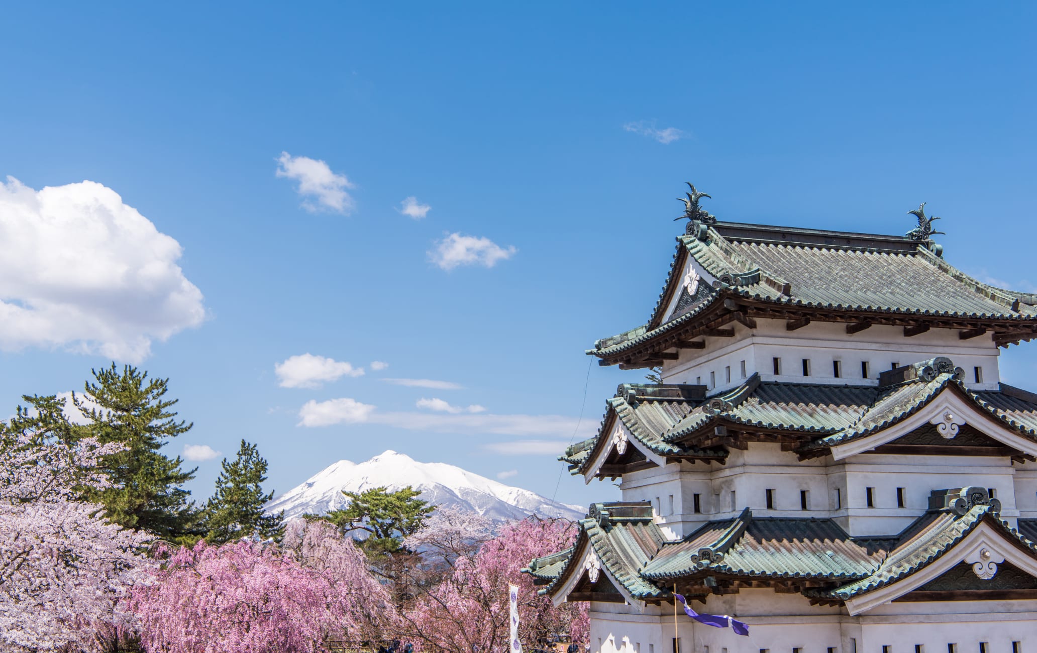 Hirosaki Park Cherry Blossom-SPR