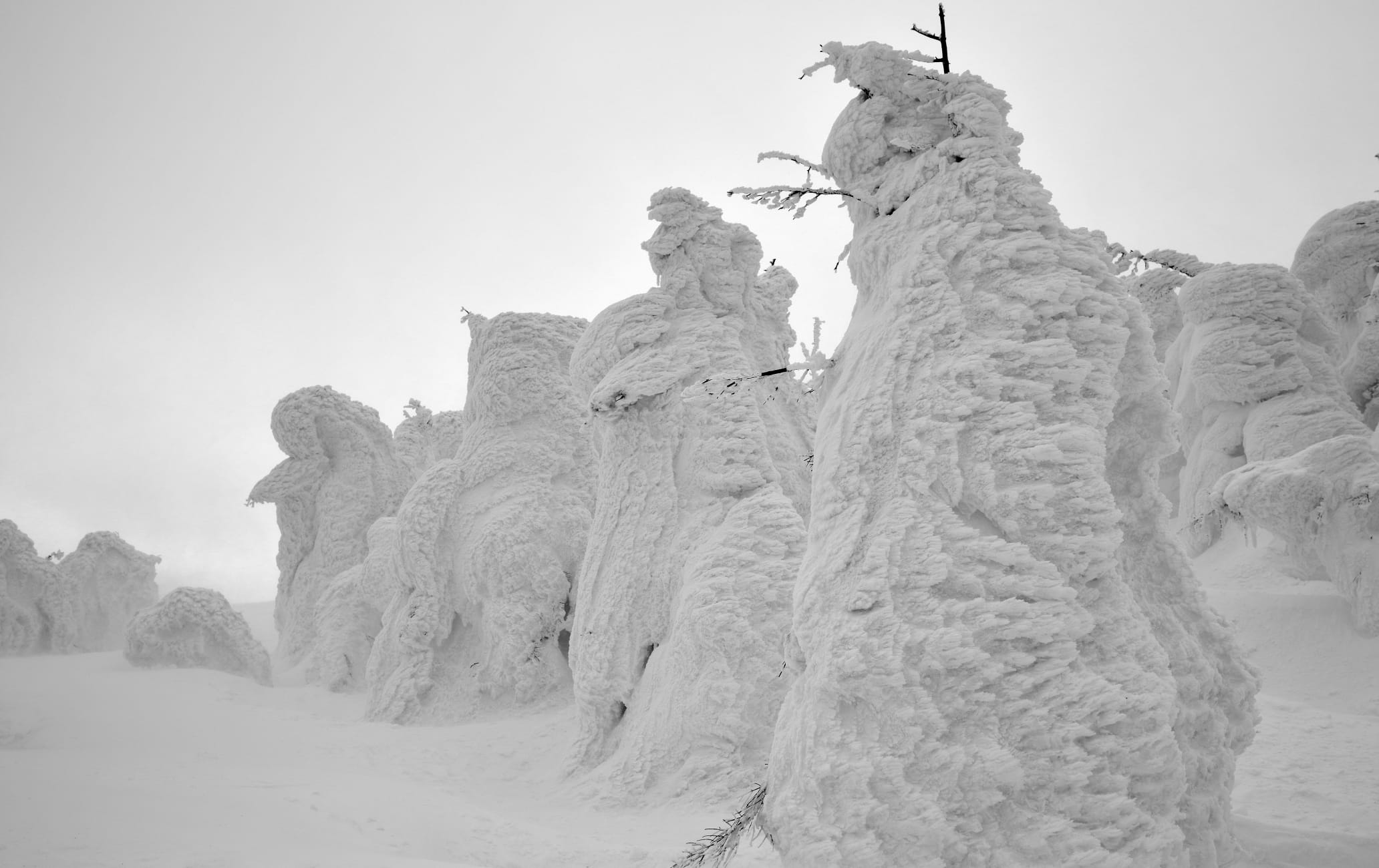 Zao Snow Monsters