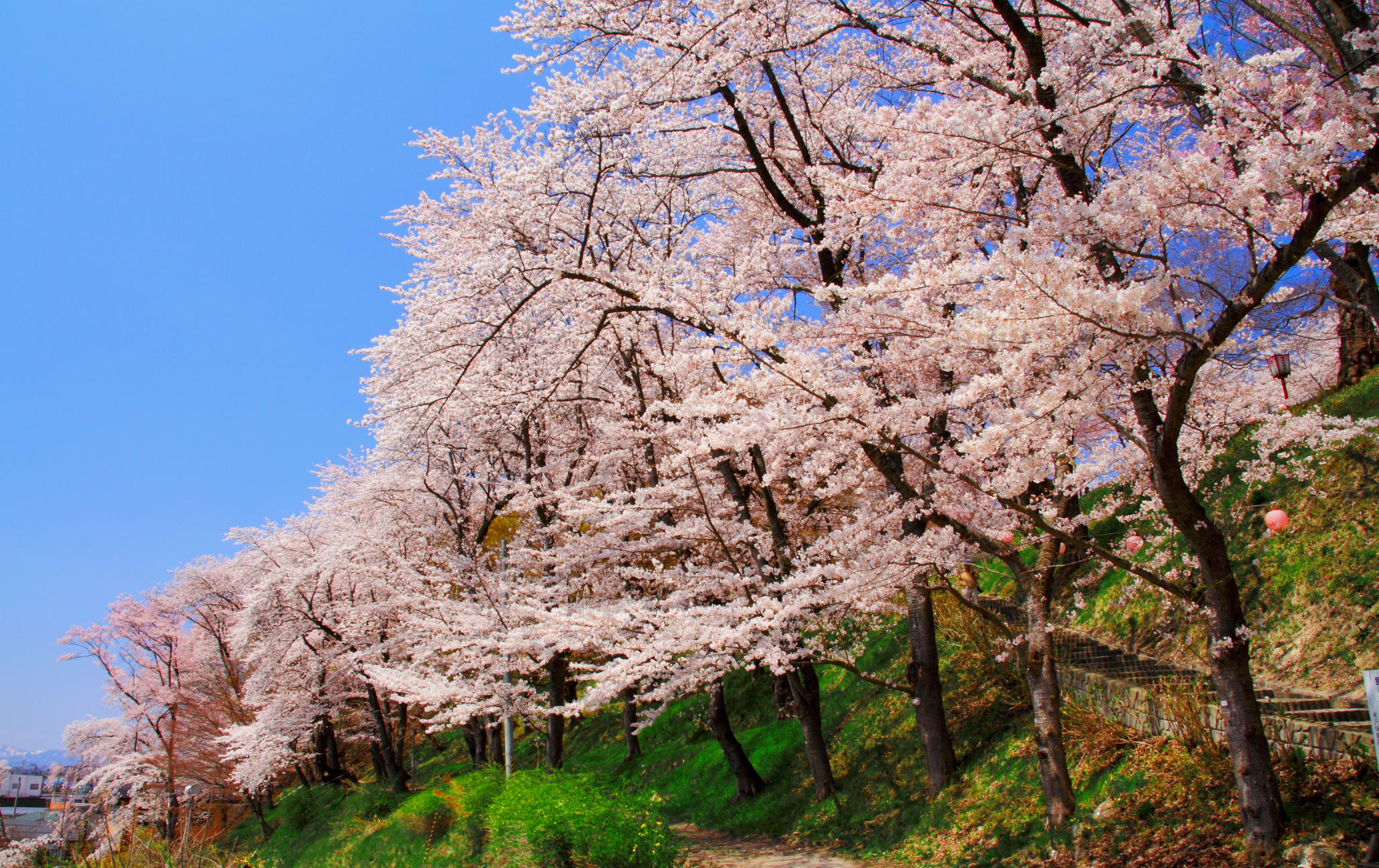 eboshiyama park-cherry blossom