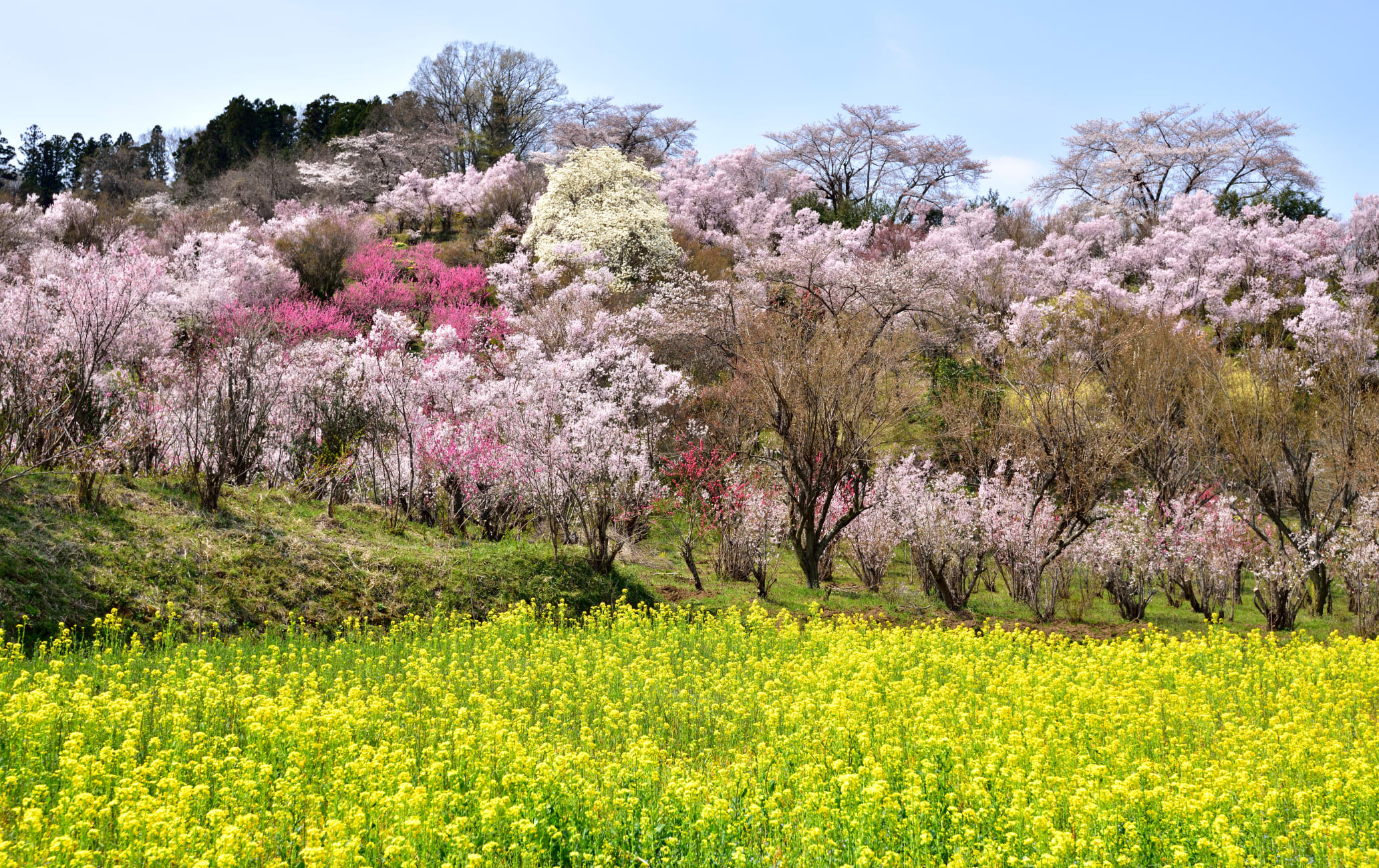 fukushima city