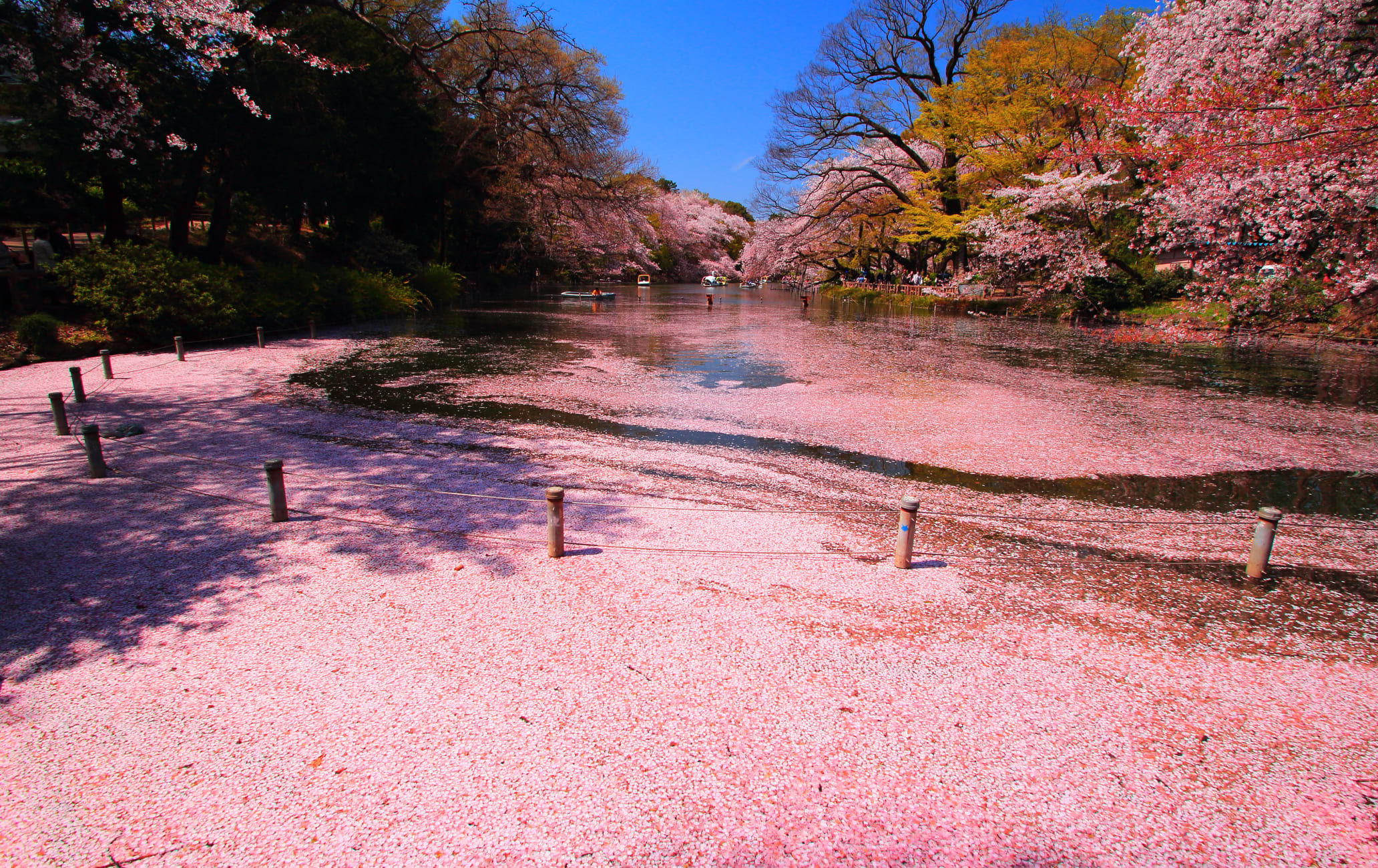 Inokashira Park-cherry blossom