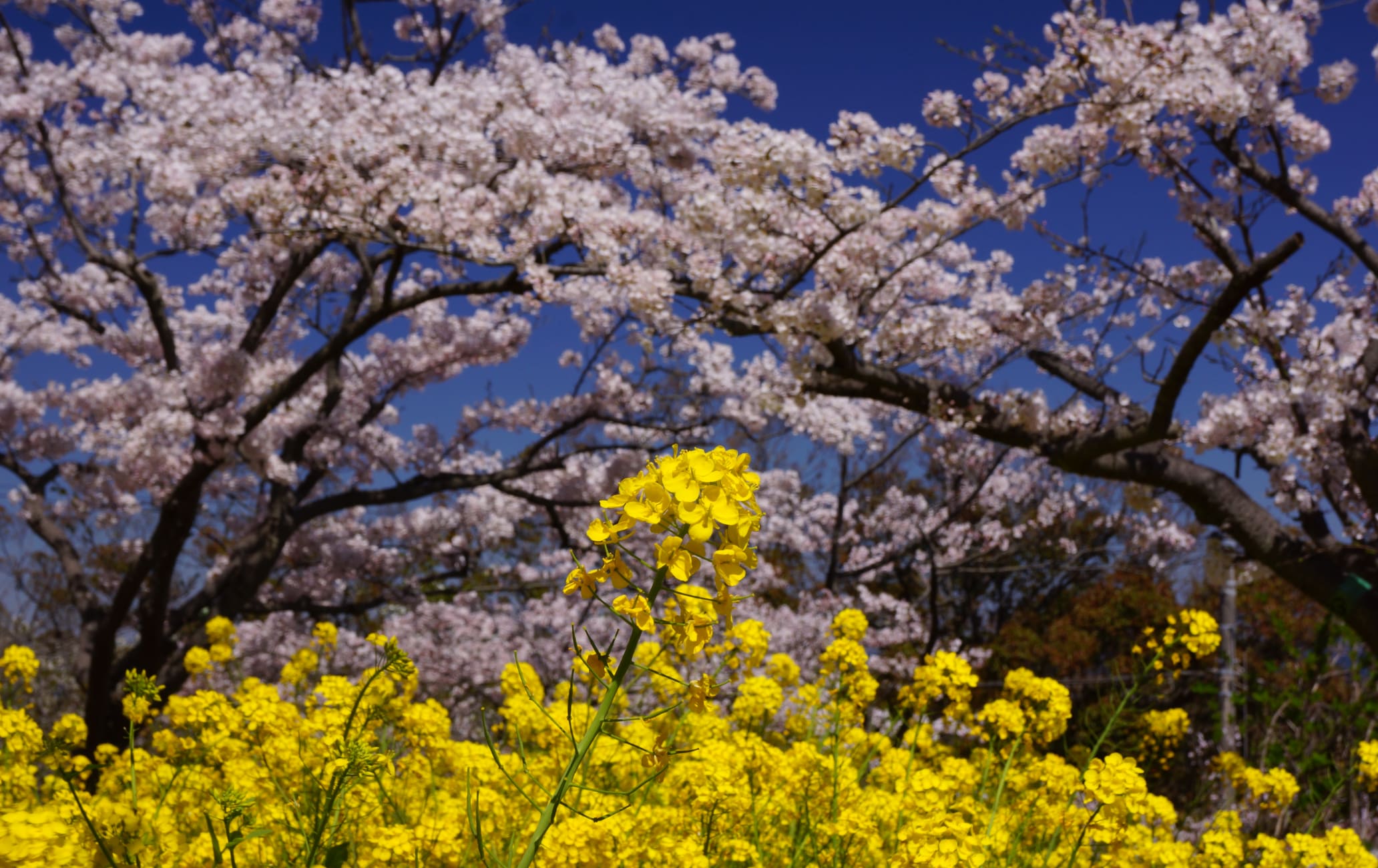 kinugasa yama park