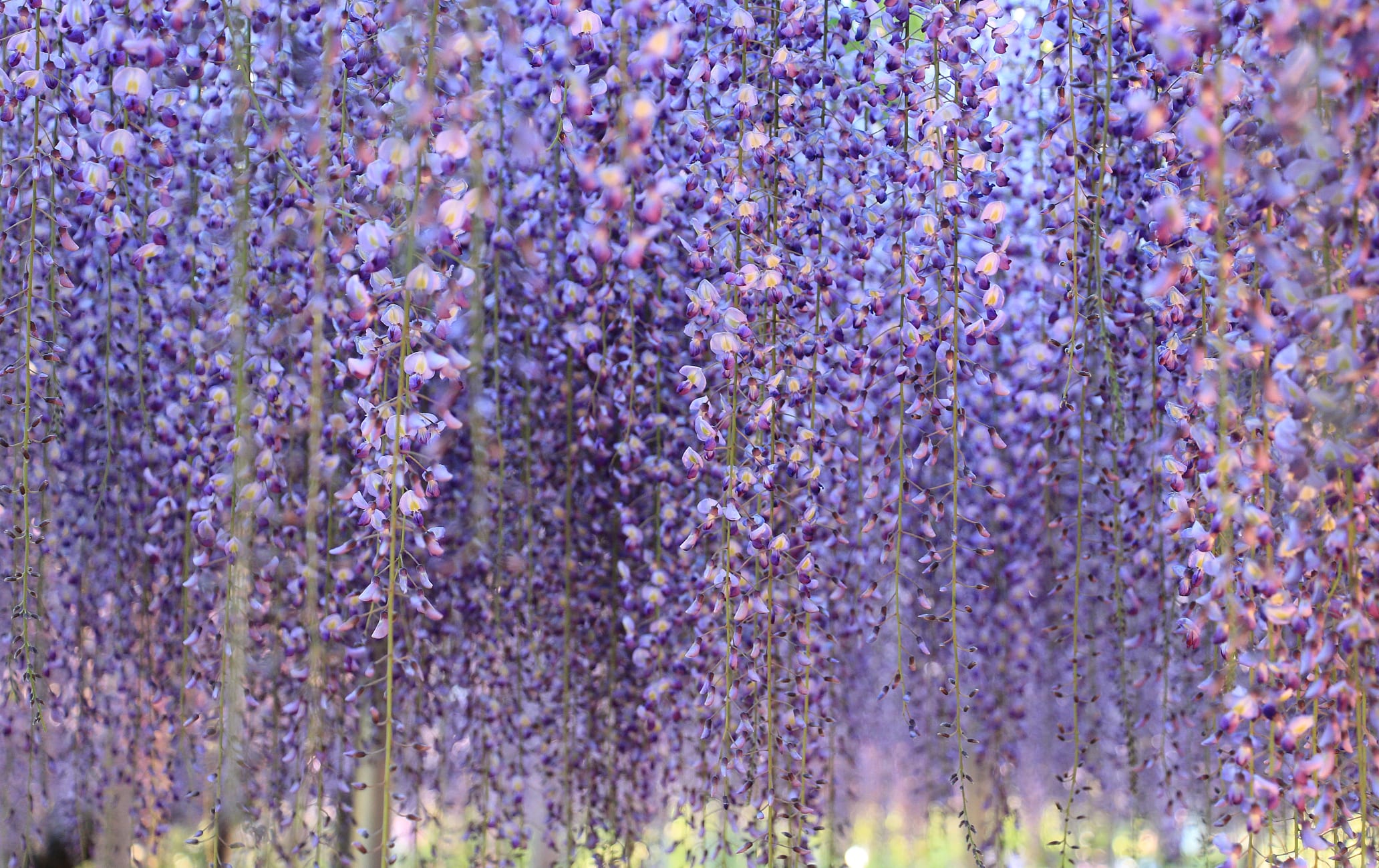 Ashikaga Flower Park-SPR