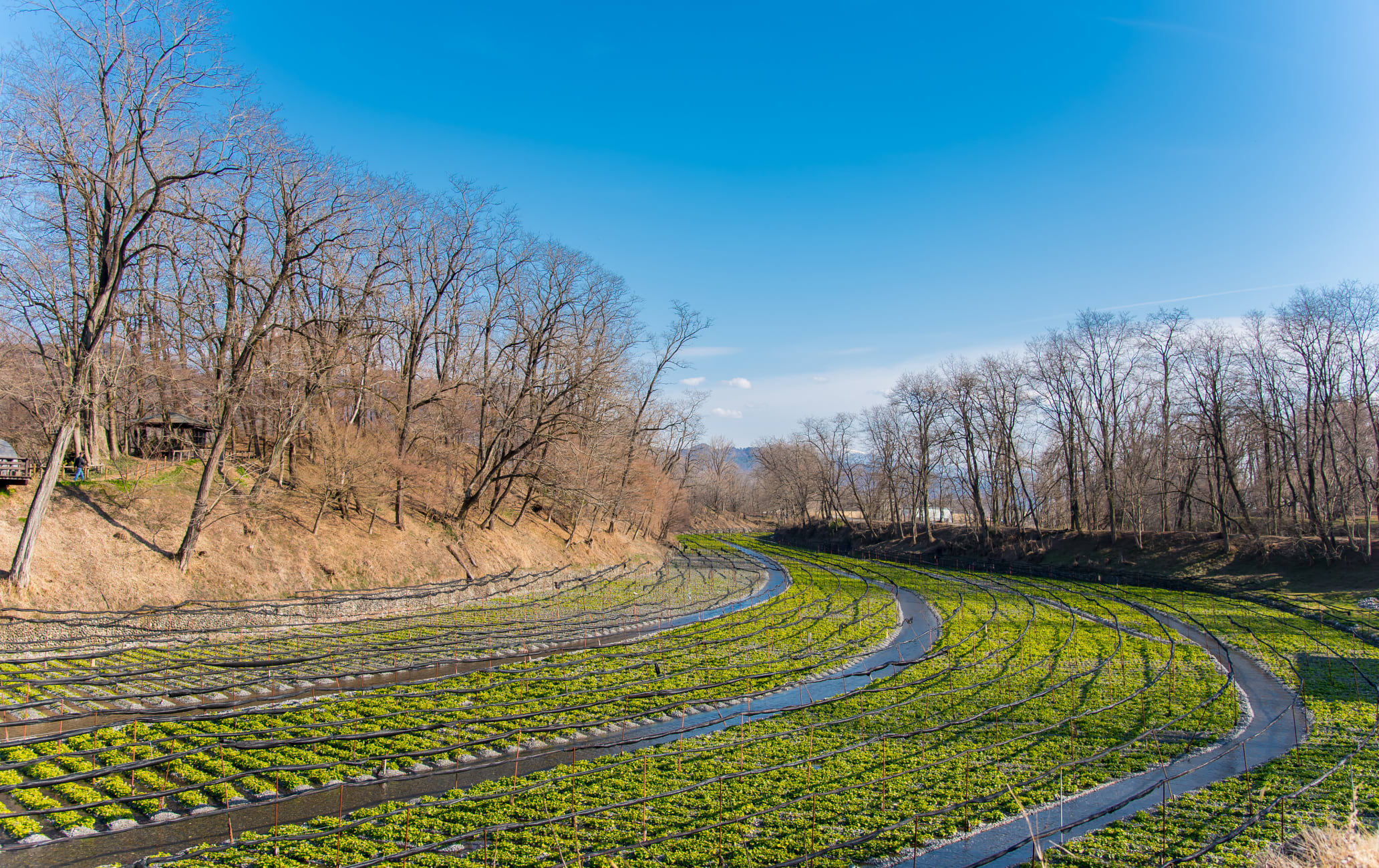 Wasabi Farm