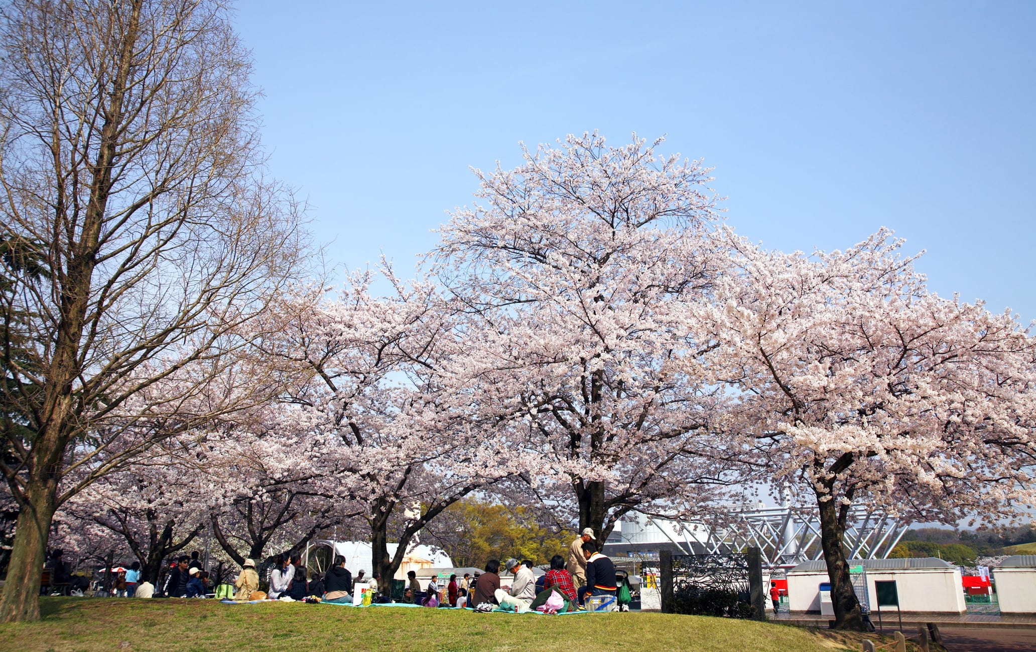 Expo Memorial Park-cherry blossom