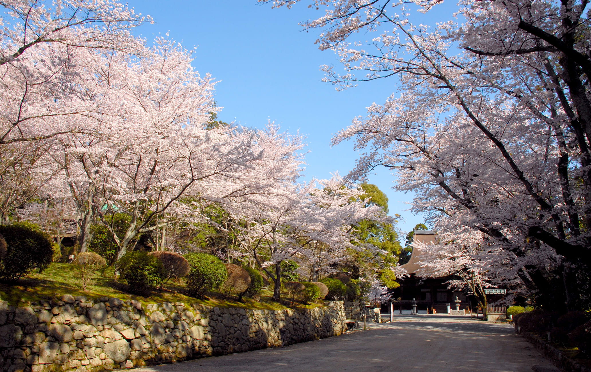 Sakura of Mii-dera