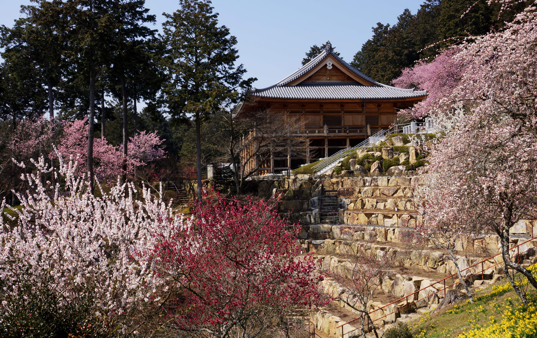 Sakura of Ishiyama-dera