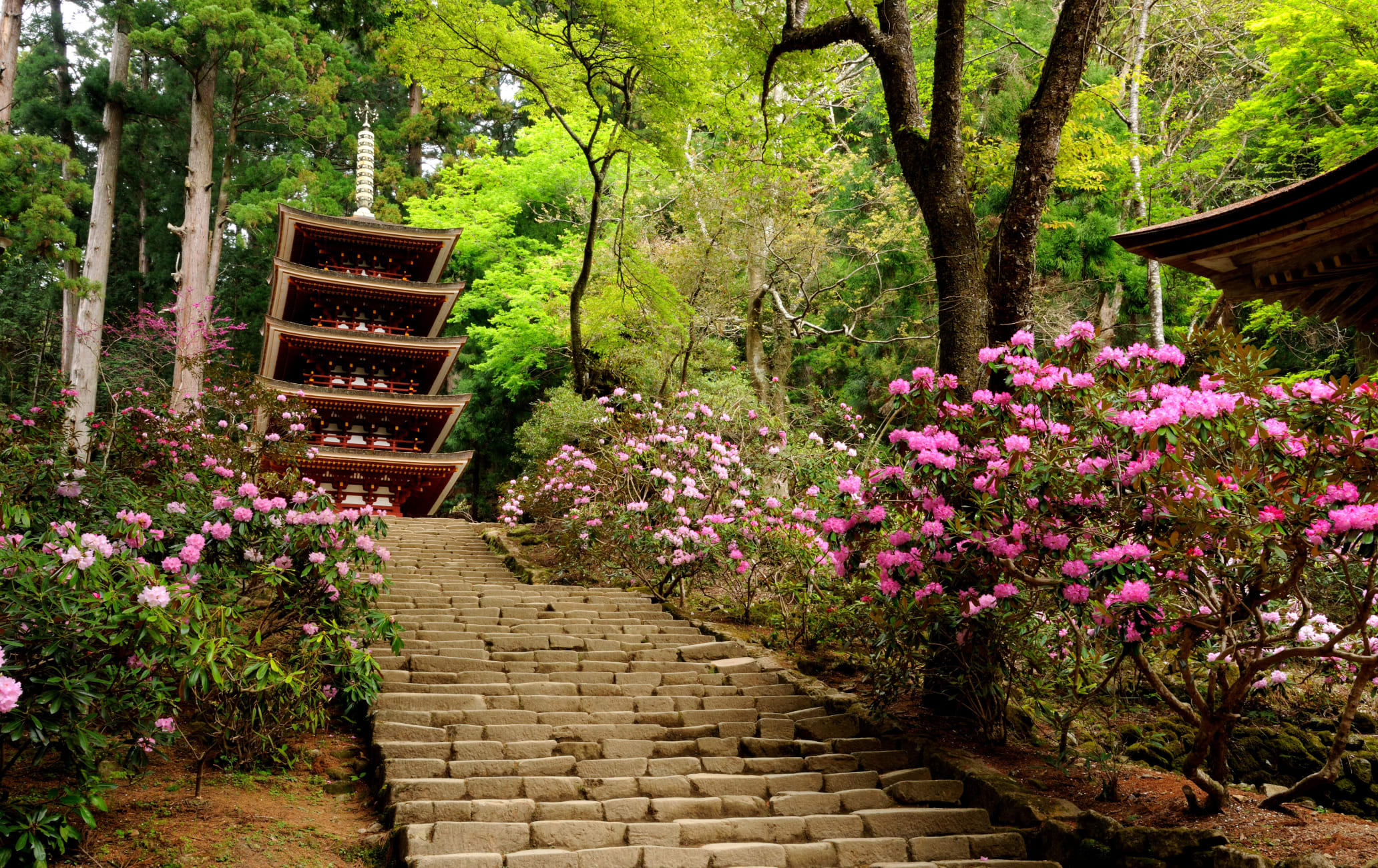 Shakunage Rhododendron of Muro-ji