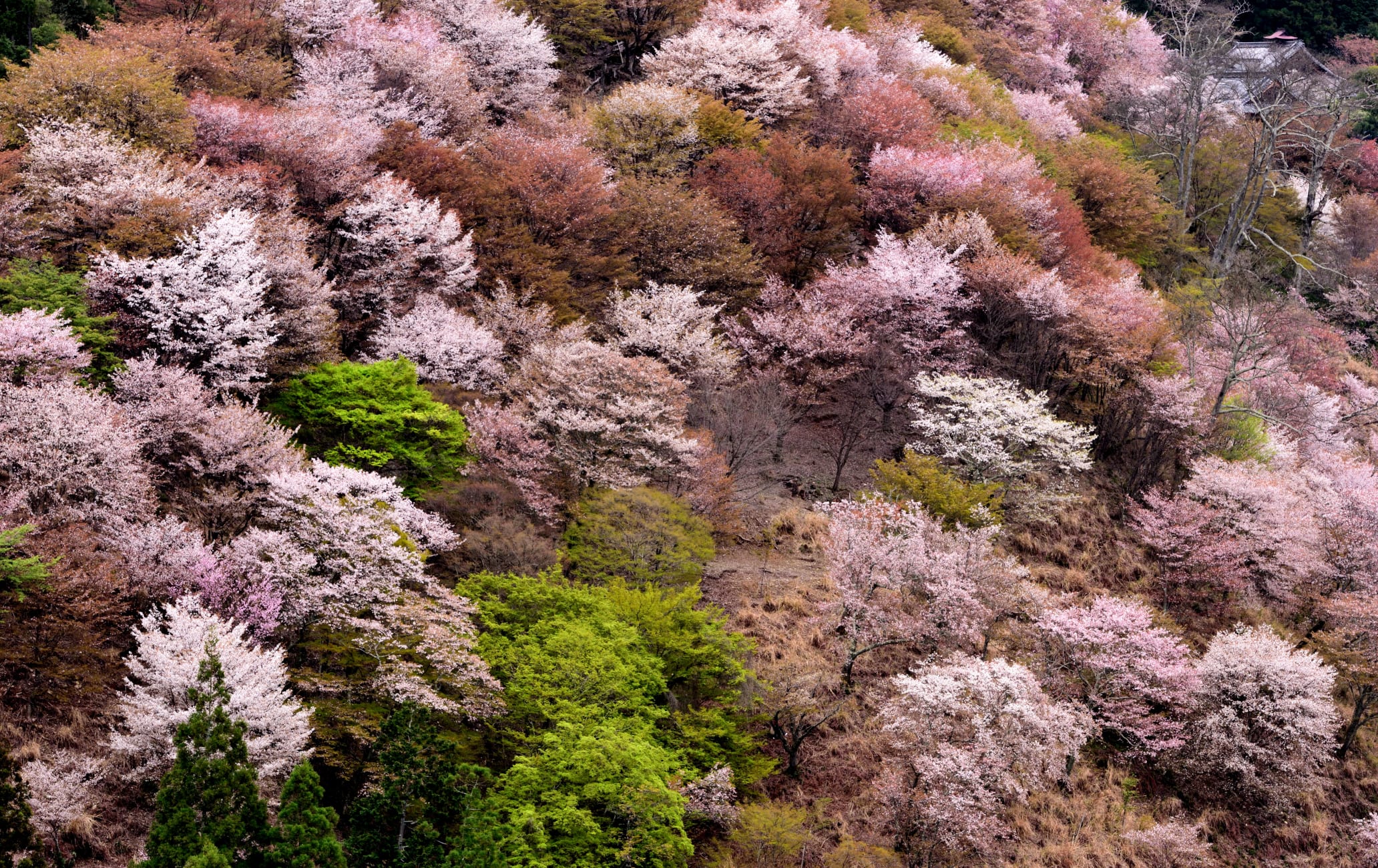 Yoshino Cherry Blossoms Nara Attractions Travel Japan JNTO