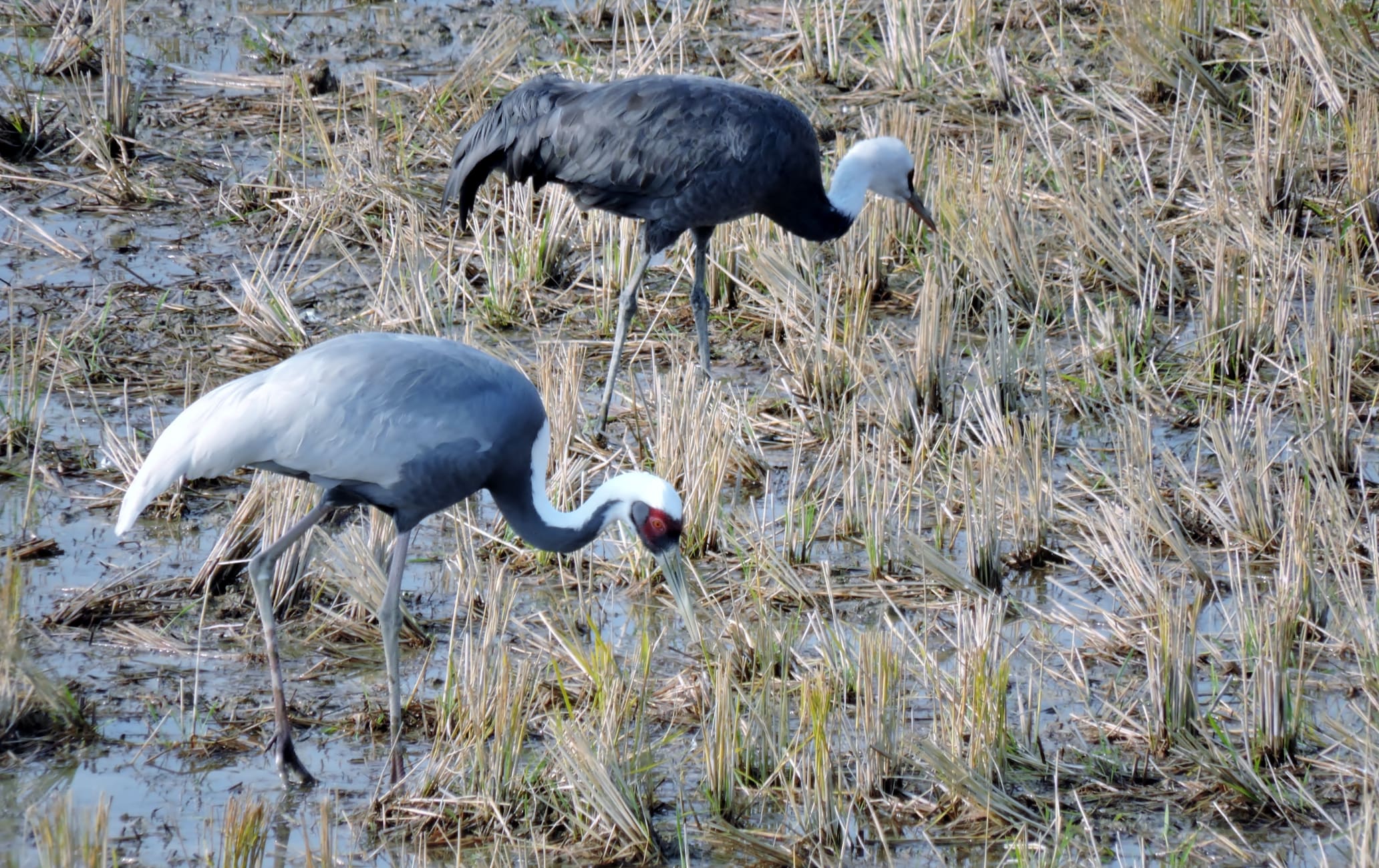 Crane Observation Center