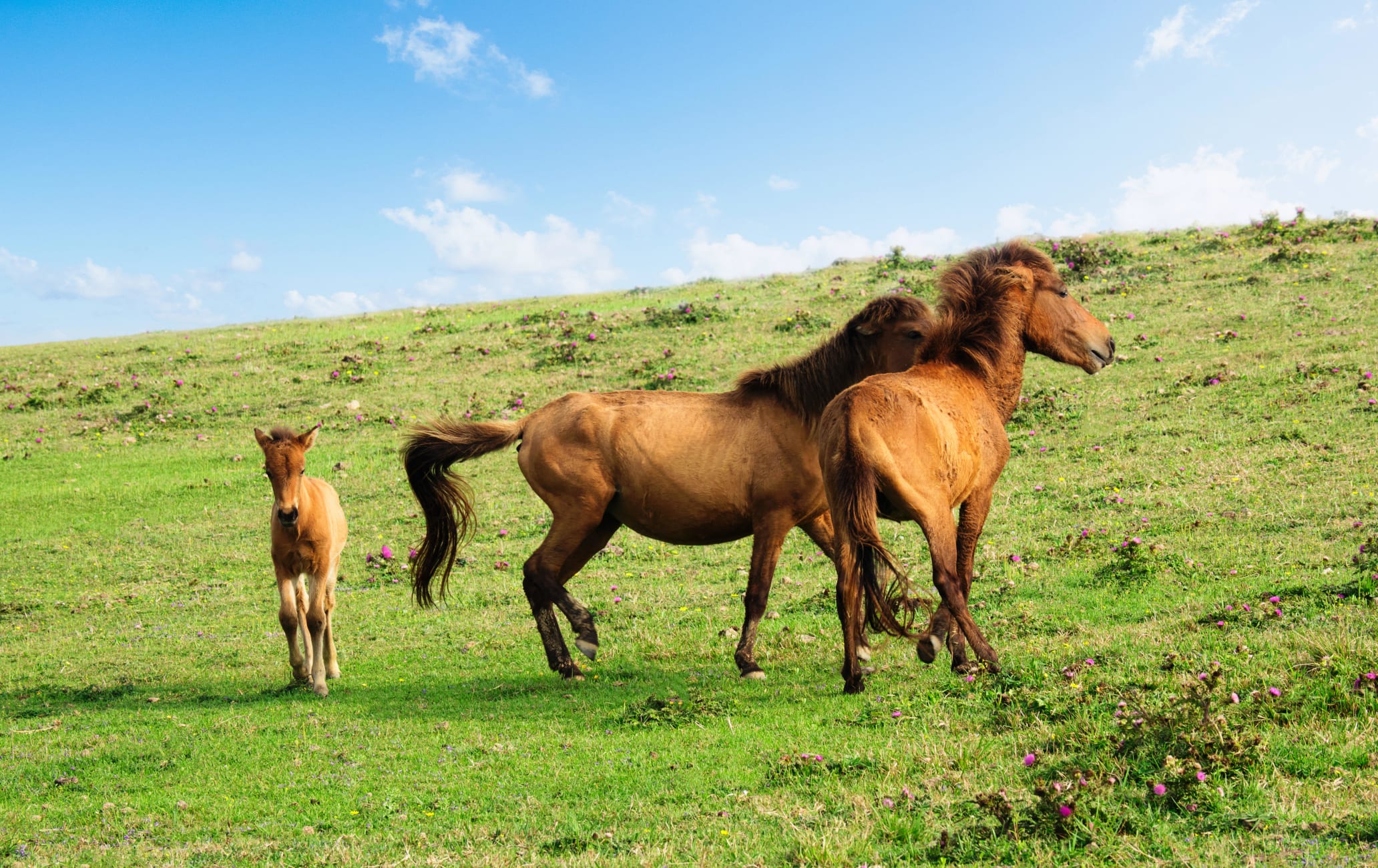 Yonaguni uma Horse Riding