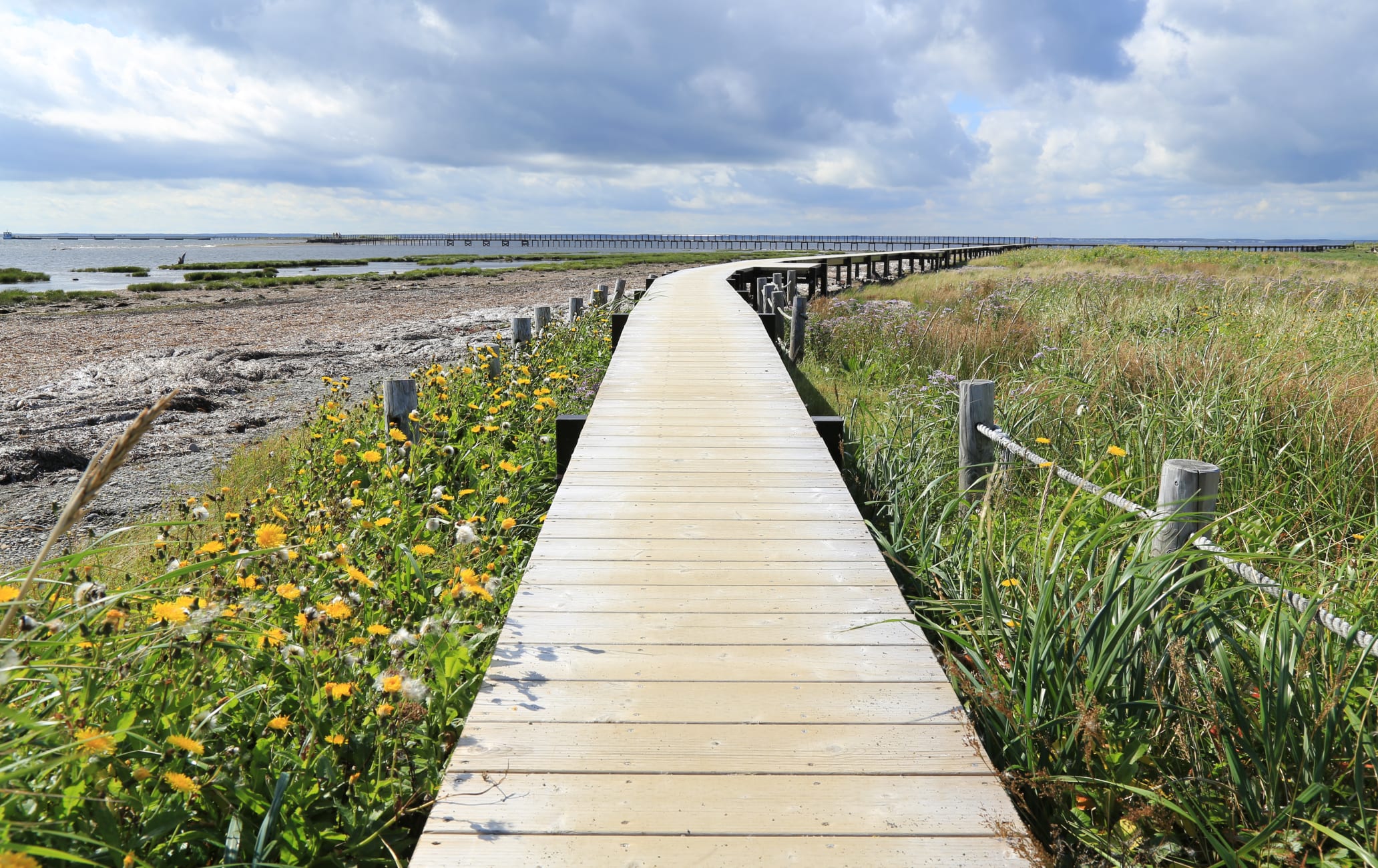 Notsuke Peninsula Wild Flower Garden