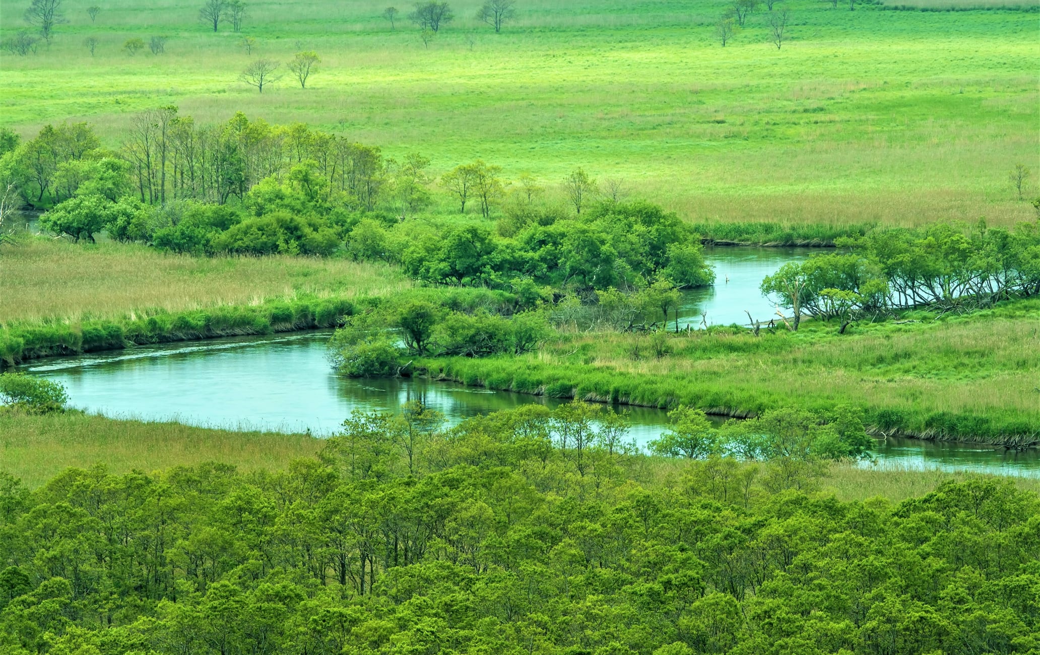 Kushiro Marsh