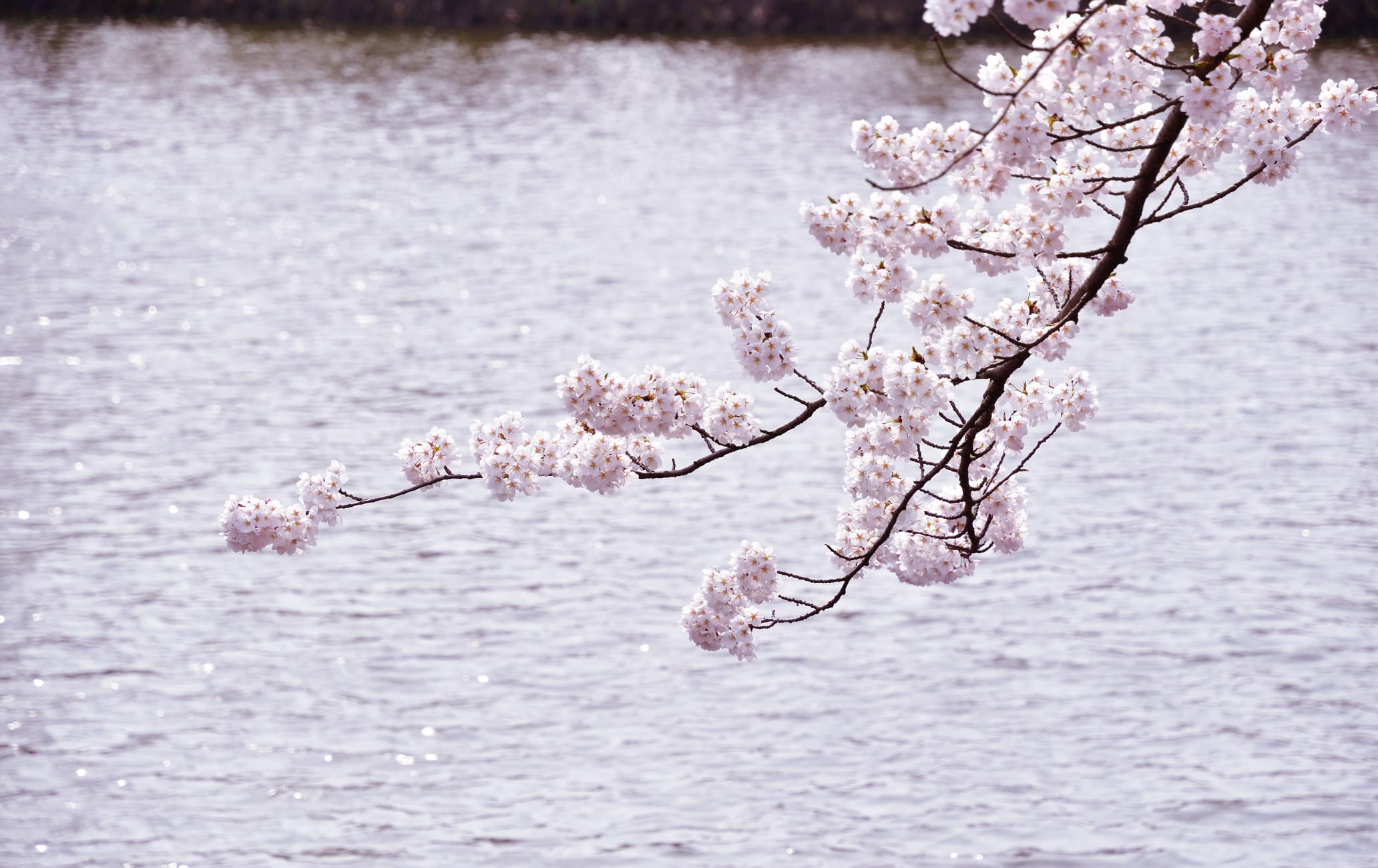 tsuruoka park-cherry blossom