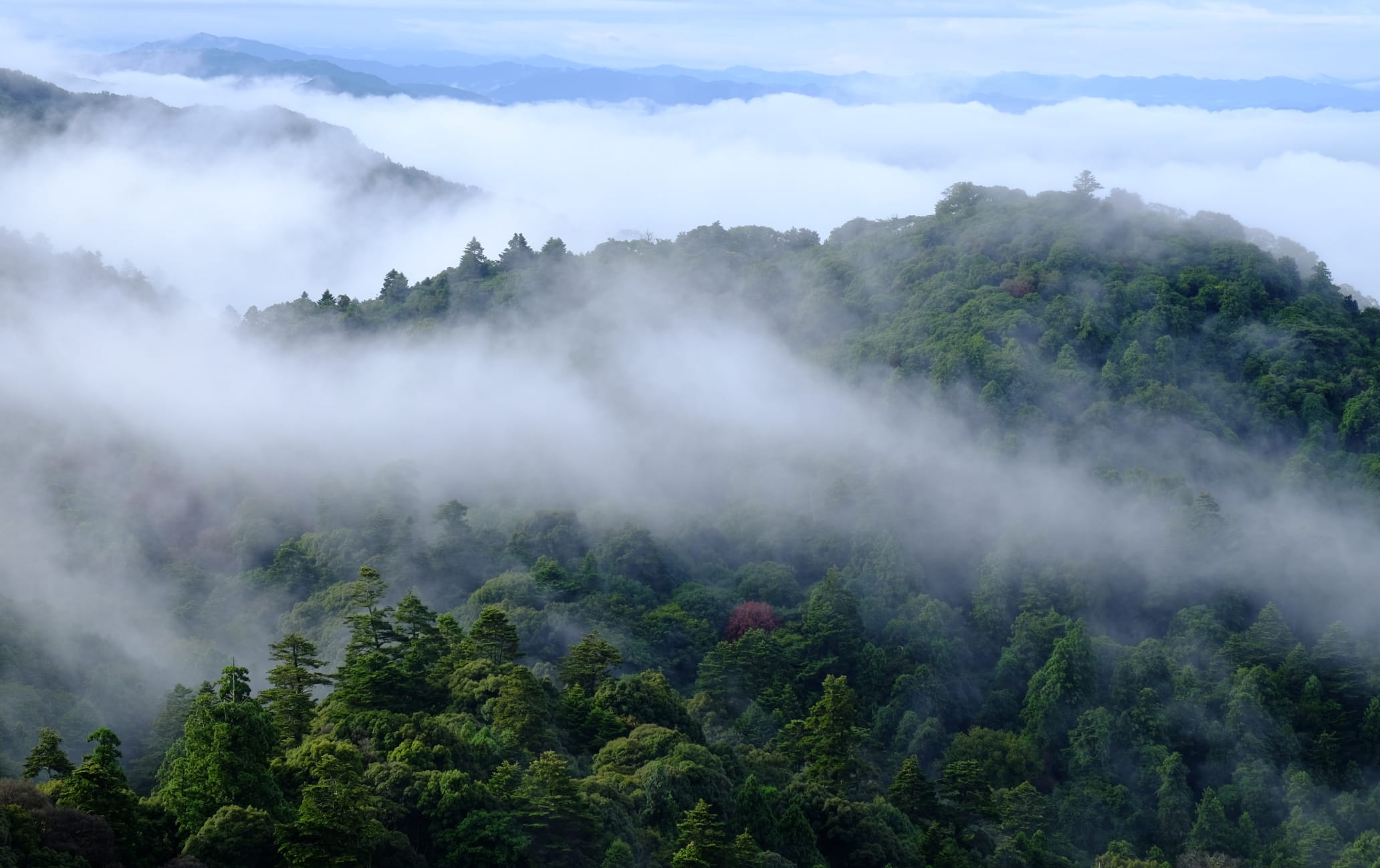 Mt. Kasuga-yama Area