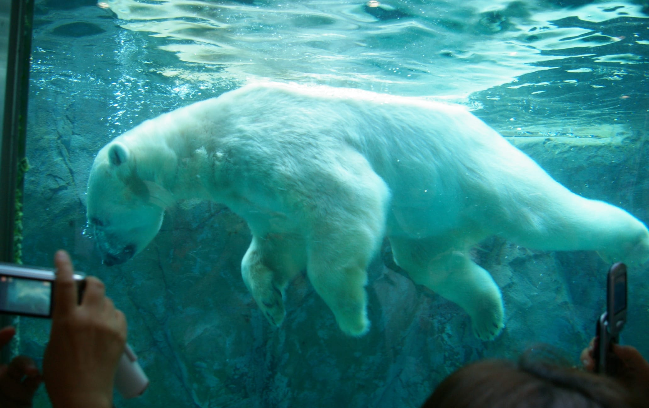 Asahikawa Municipal Asahiyama Zoo