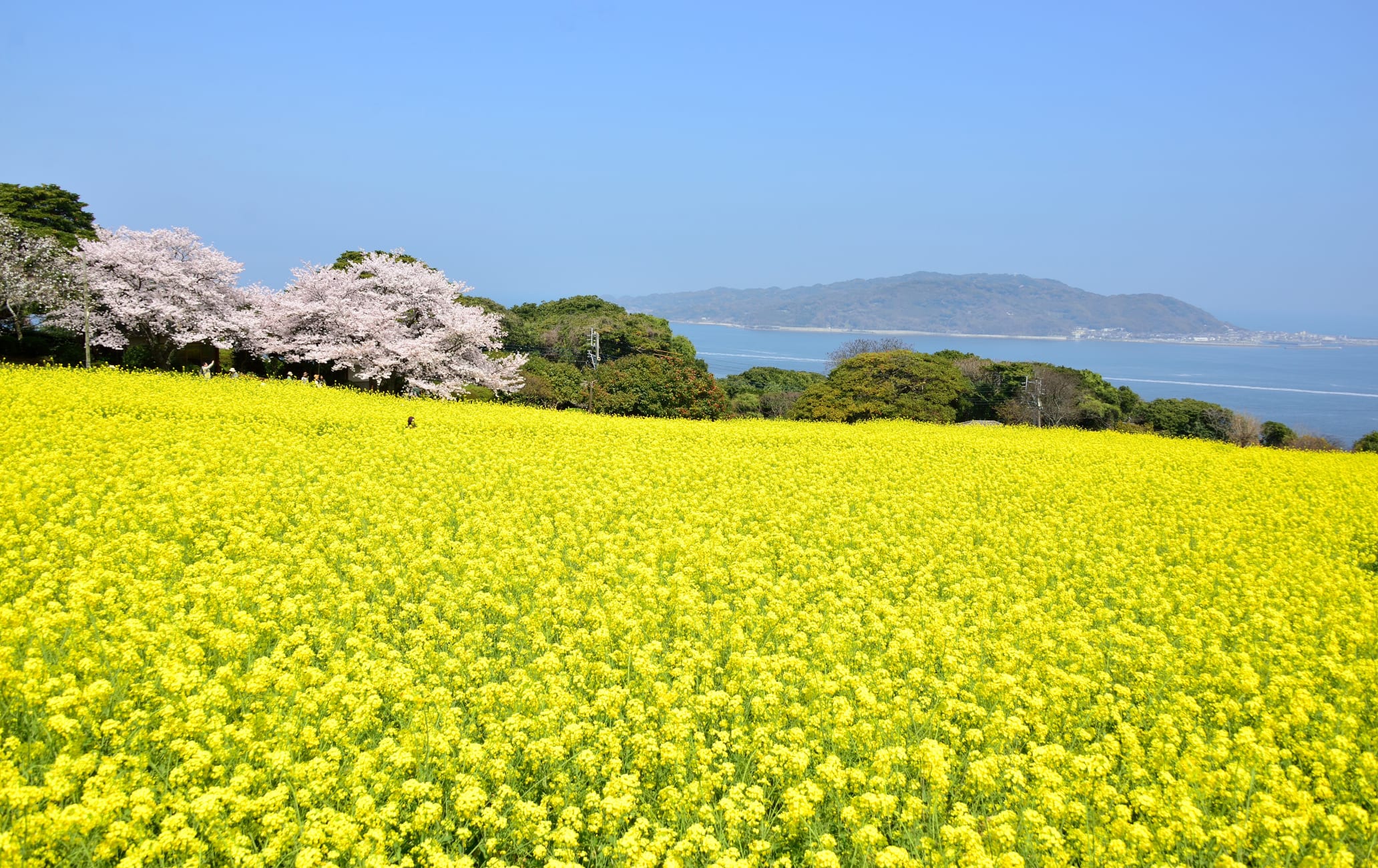 Nokonoshima Island