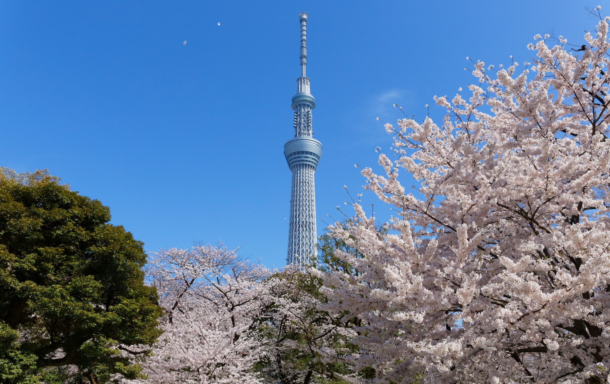 Sumida Park