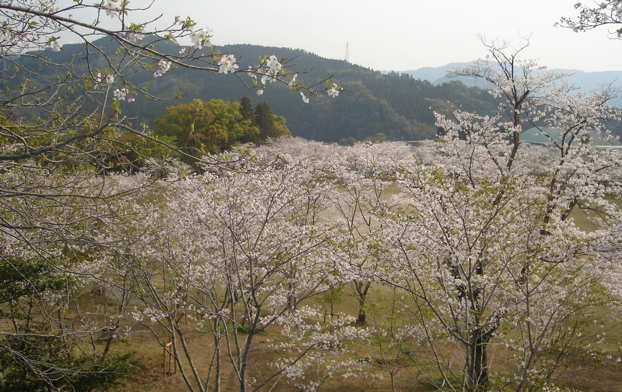 Chikukoen Park-cherry blossom