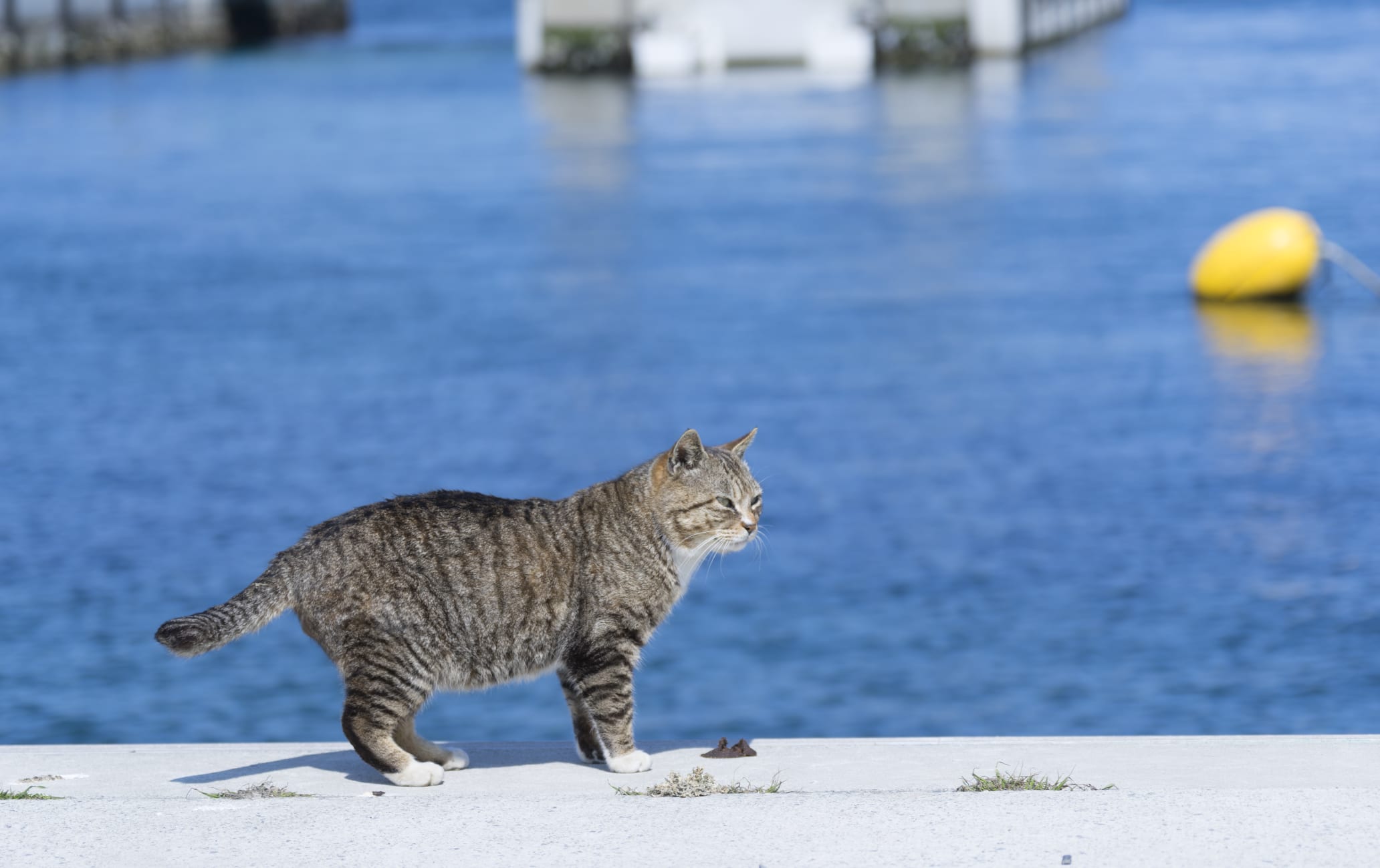 Tashiro cat Island