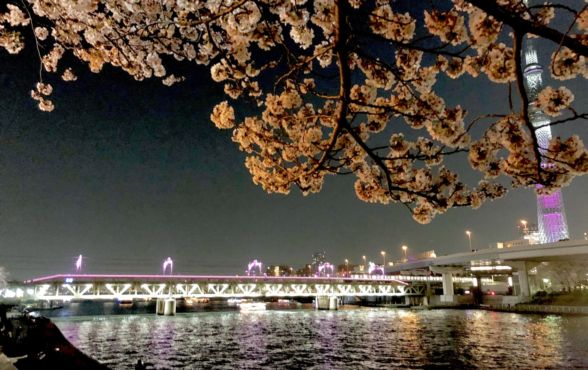 Sumida Park Cherry Blossom Festival