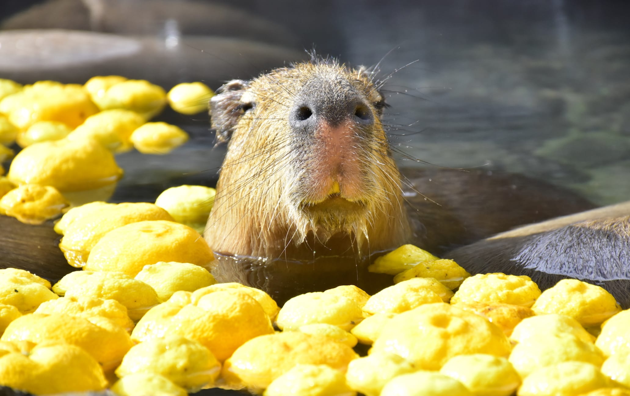 Izu Shaboten Zoo