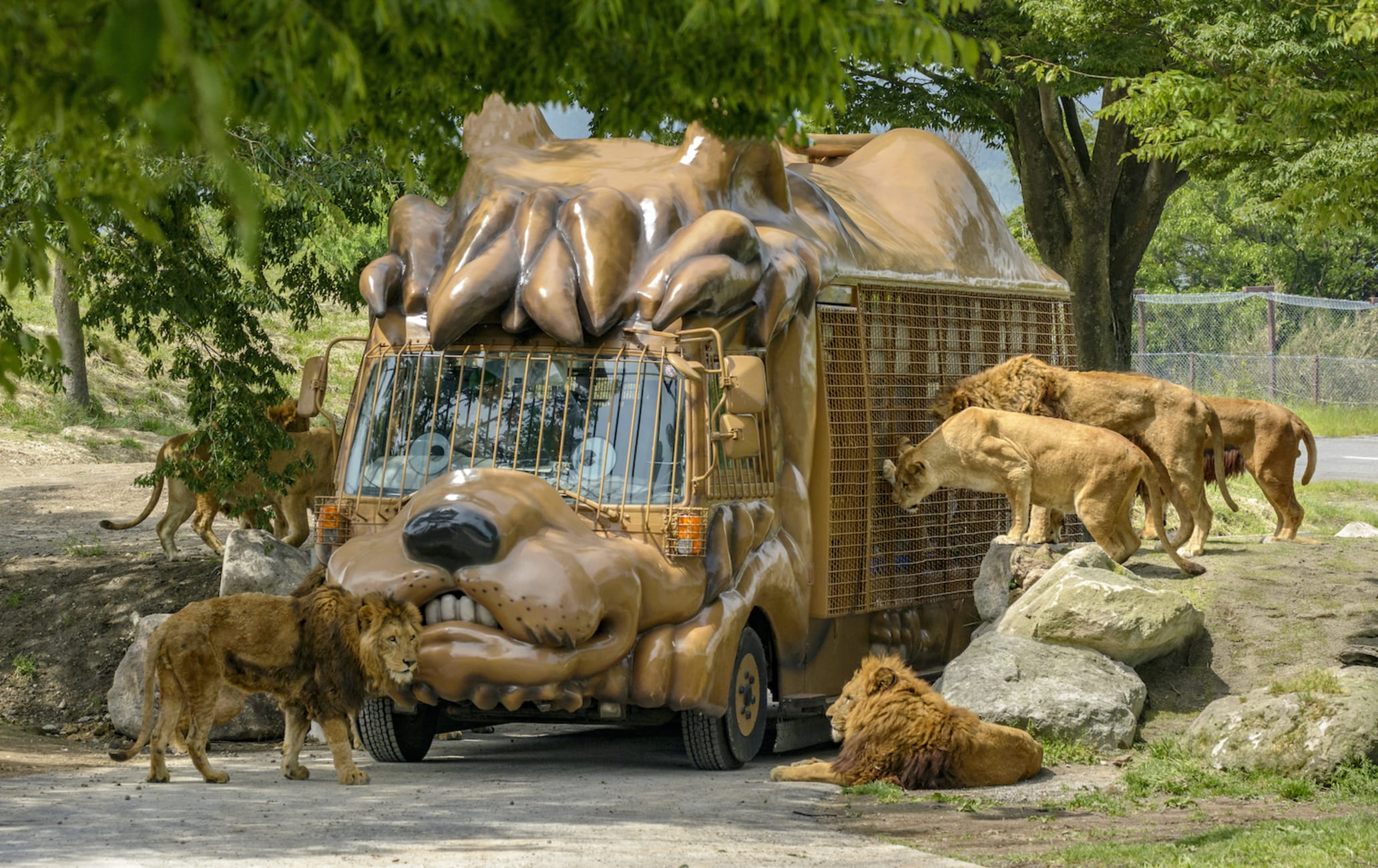 African Safari