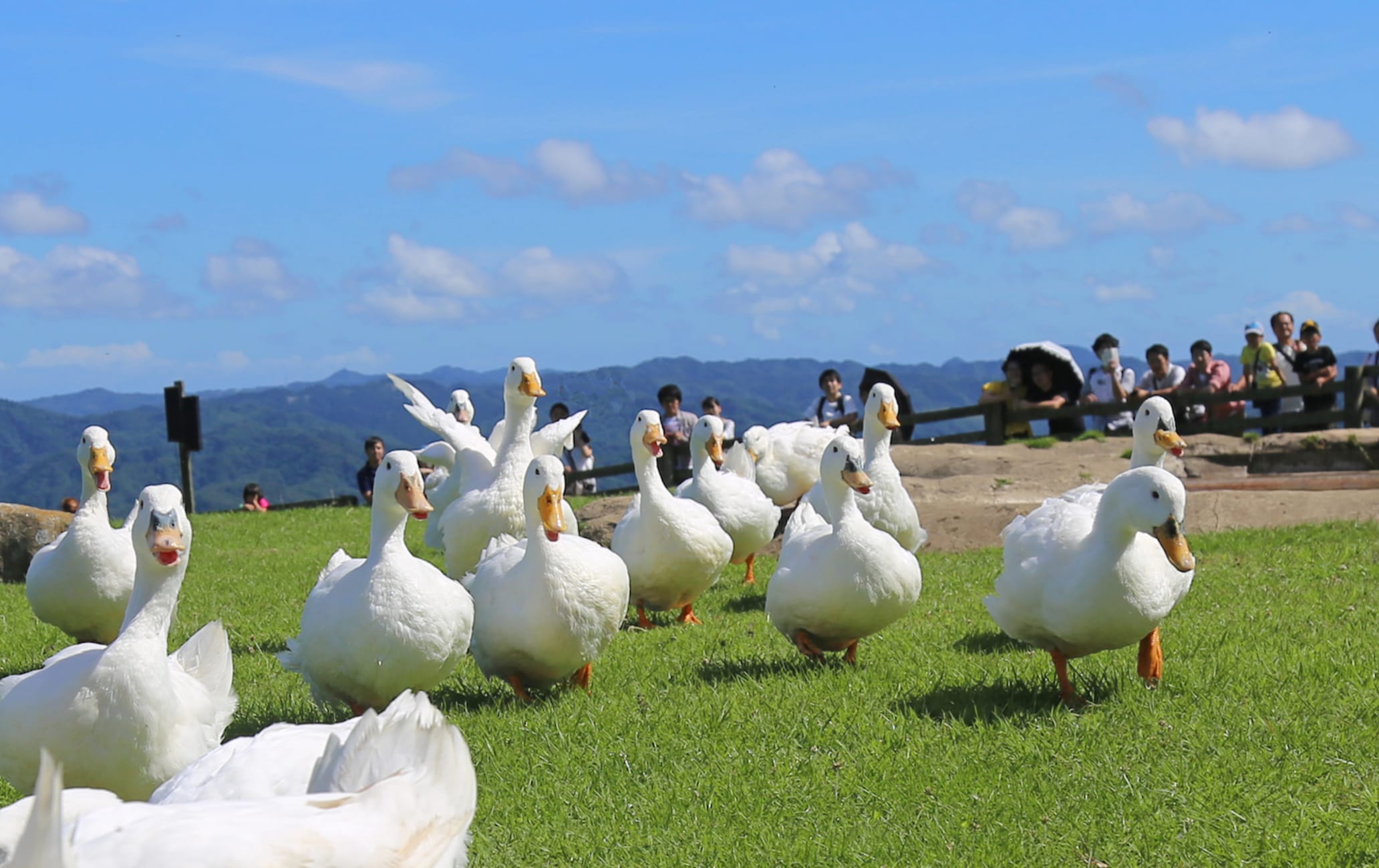 Mother Farm