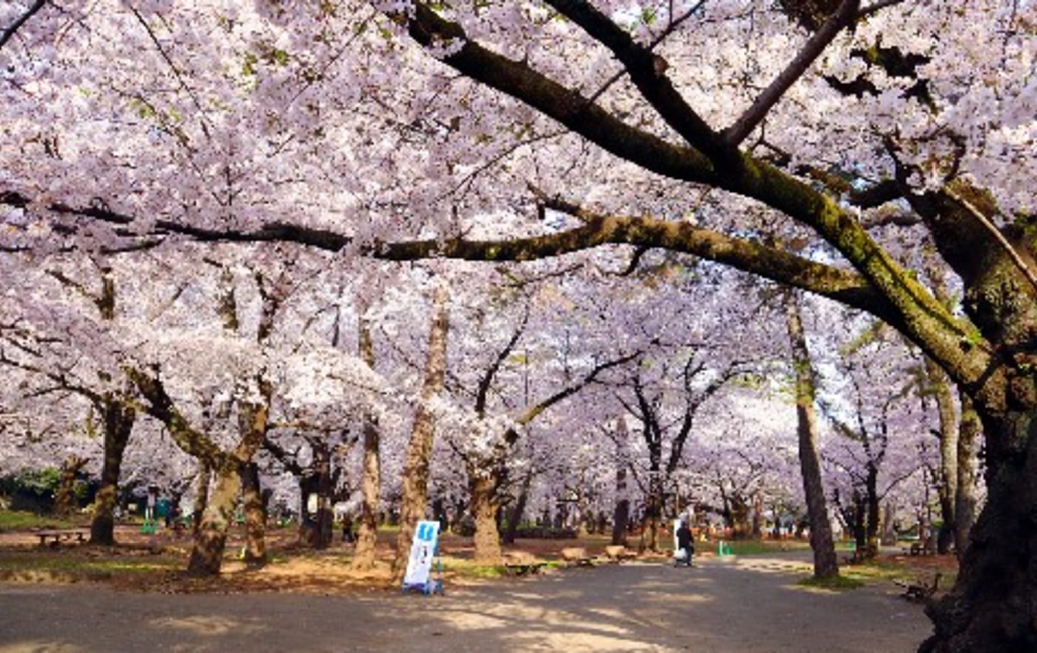 Omiya Park