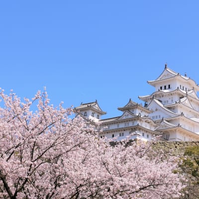 Cerezos en flor del castillo de Himeji
