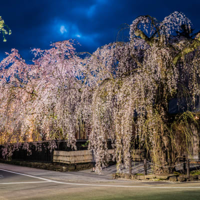 Cerezos llorones de Kakunodate