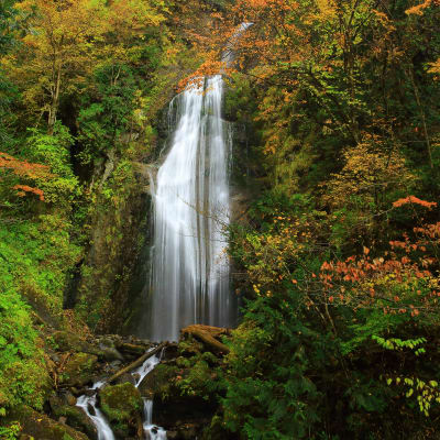 Herbstlaub in der Dakigaeri-Klamm