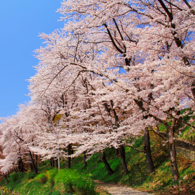 Cerezos en flor del parque de Eboshiyama