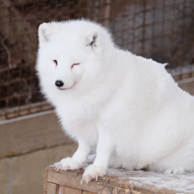 Vila das raposas de Zao