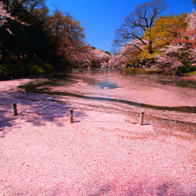 Cerezos en flor del parque de Inokashira