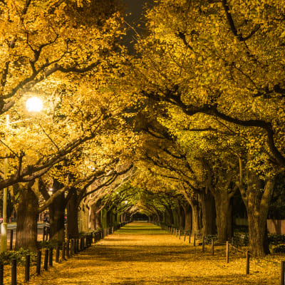 Nhật Bản vào tháng 11