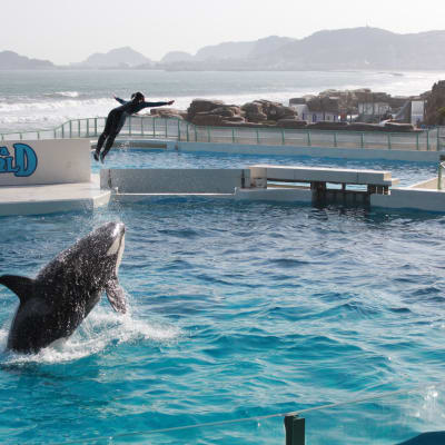 Kamogawa Seaworld