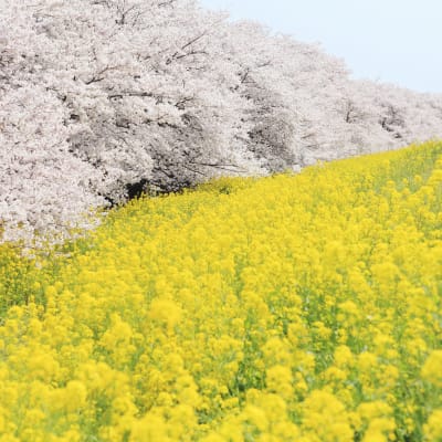 Kumagaya Sakura Tsutsumi Cherry Blossoms