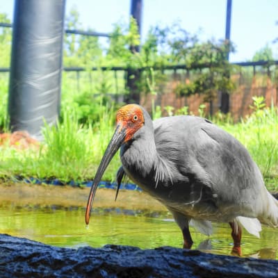 Parc forestier de Toki