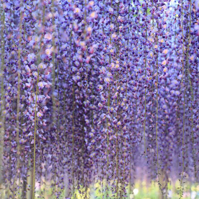 Ashikaga Spring Flower Festival