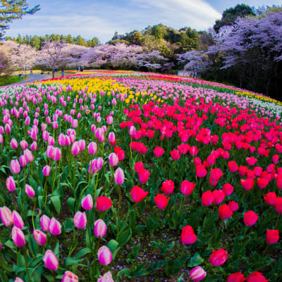 Parque floral de Hamamatsu